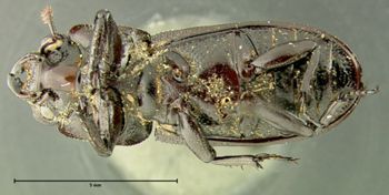 Media type: image;   Entomology 29591 Aspect: habitus ventral view
